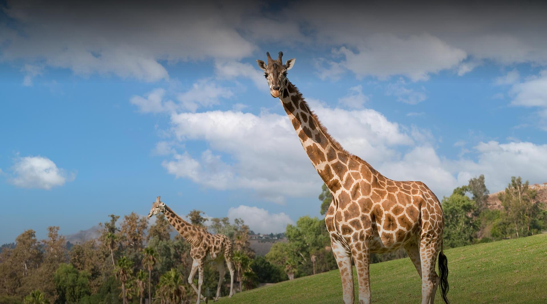 Animals & Gardens  San Diego Zoo Safari Park