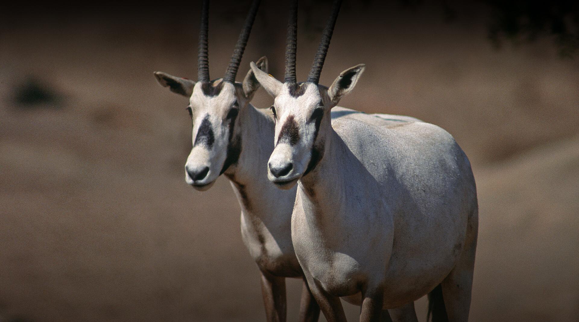 A pair of Arabian oryx.