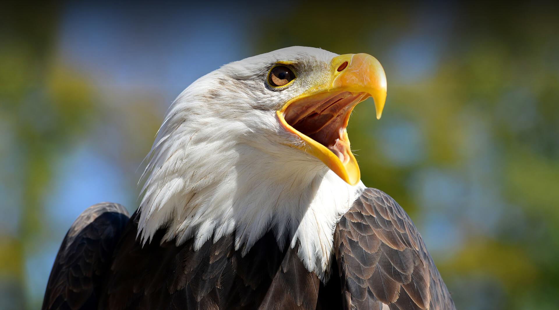 MEET OUR BIRDS  American Eagle Foundation