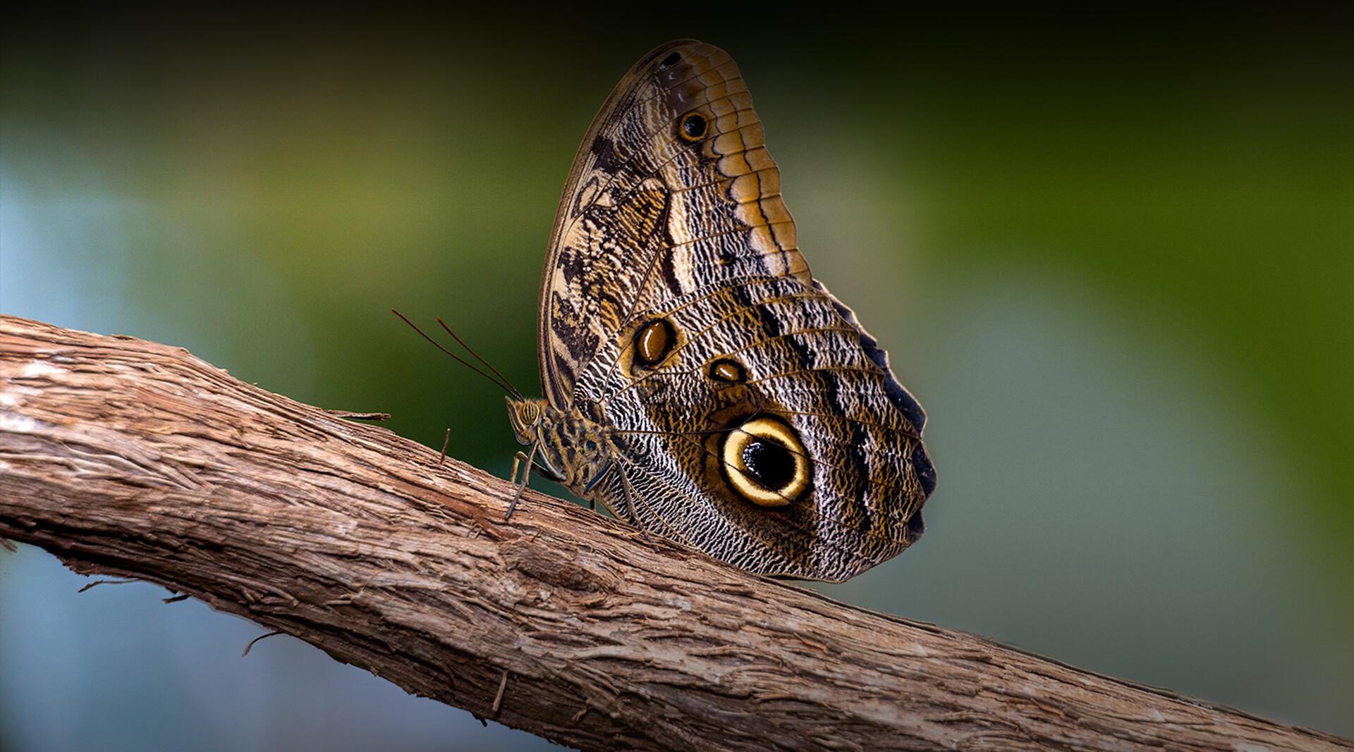 Butterfly | San Diego Zoo Safari Park Butterfly | San Diego Zoo Safari Park