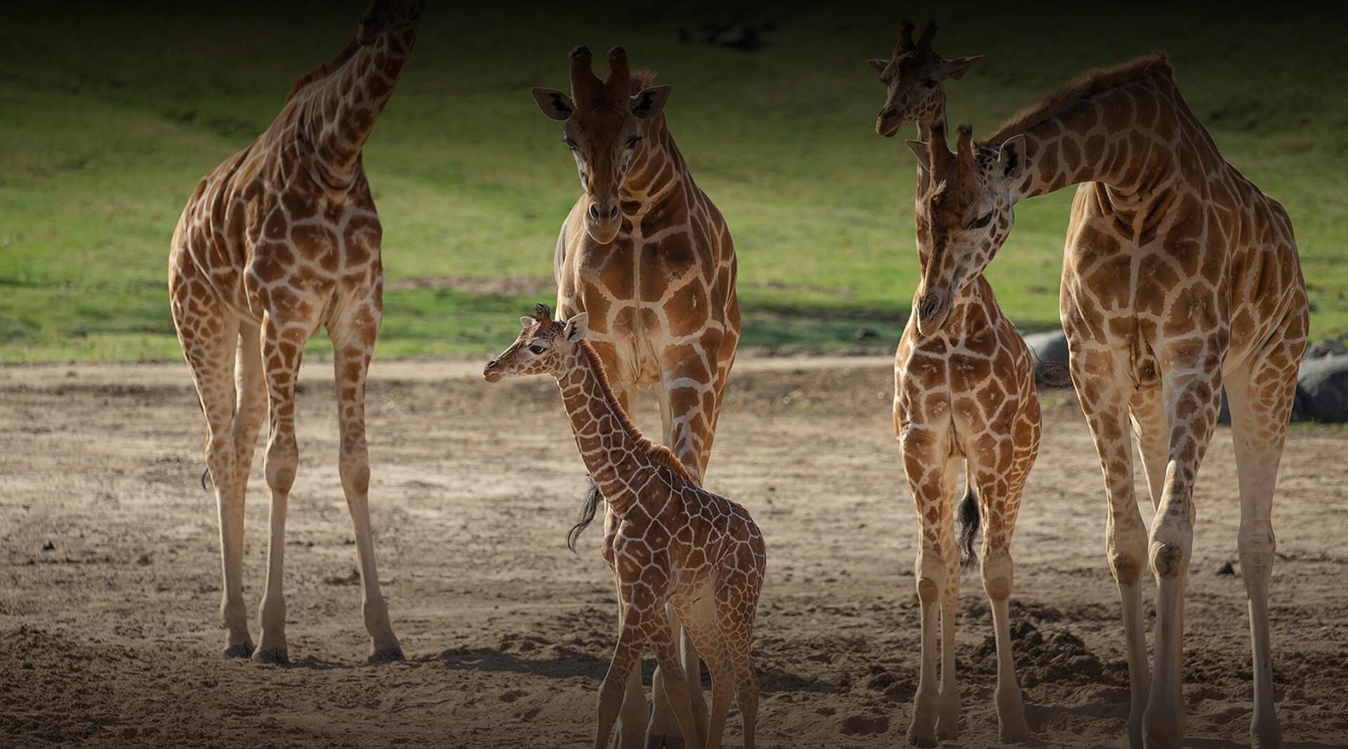 san diego zoo safari park webcam