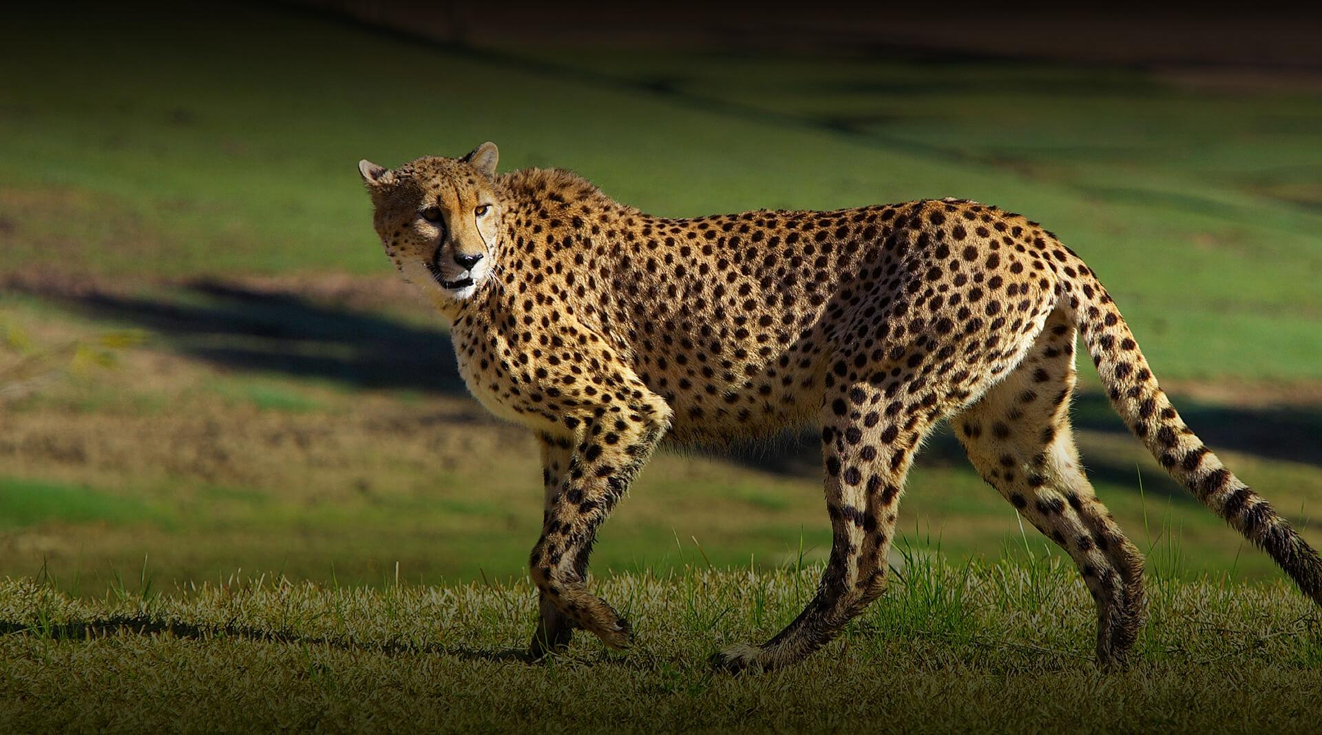 Cheetah | San Diego Zoo Safari Park