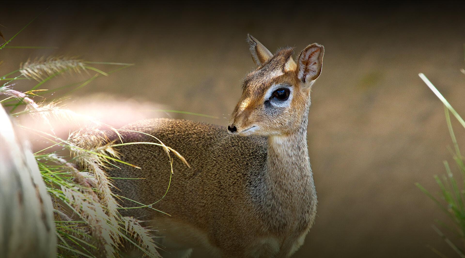 Dik dik