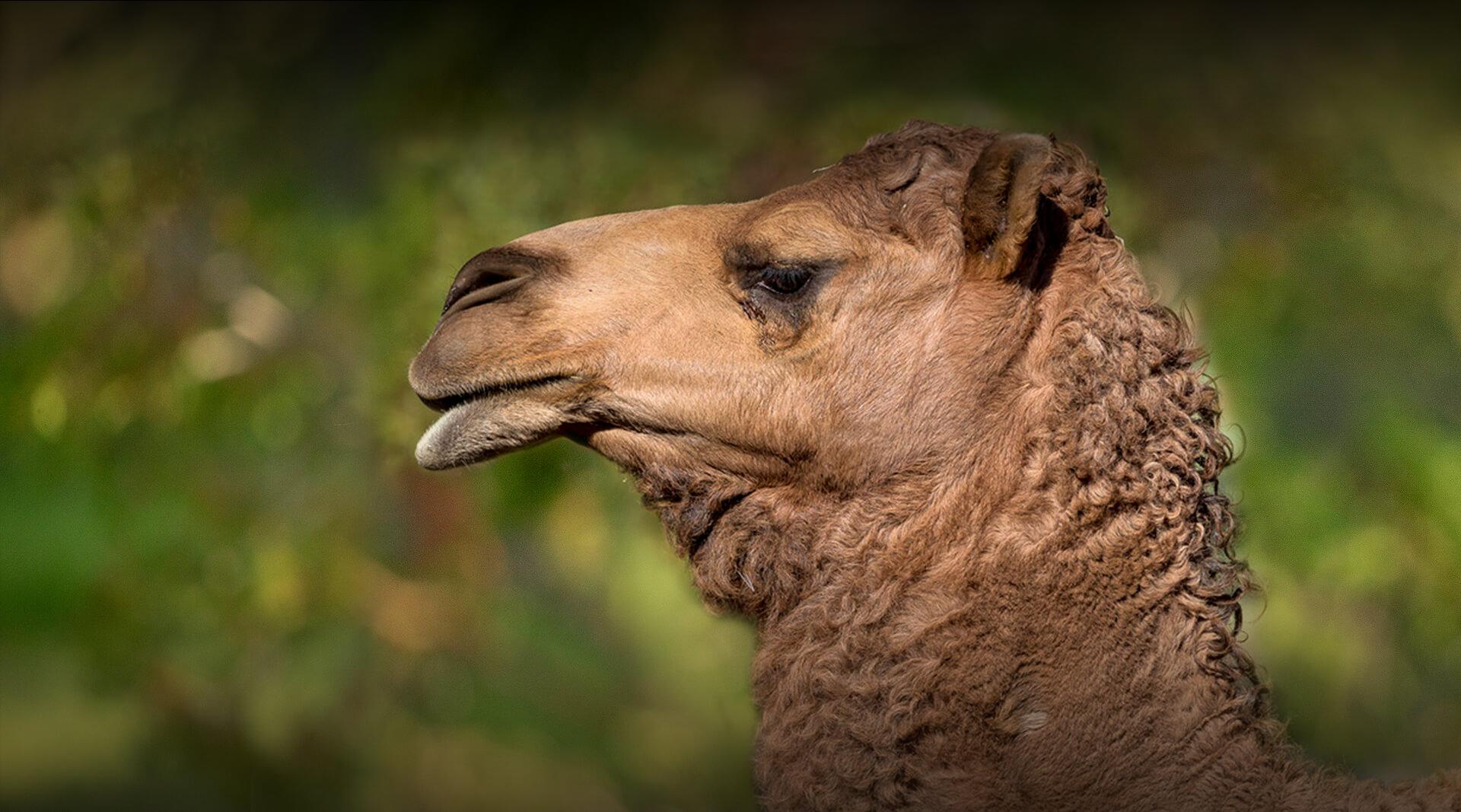 Camel | San Diego Zoo Safari Park