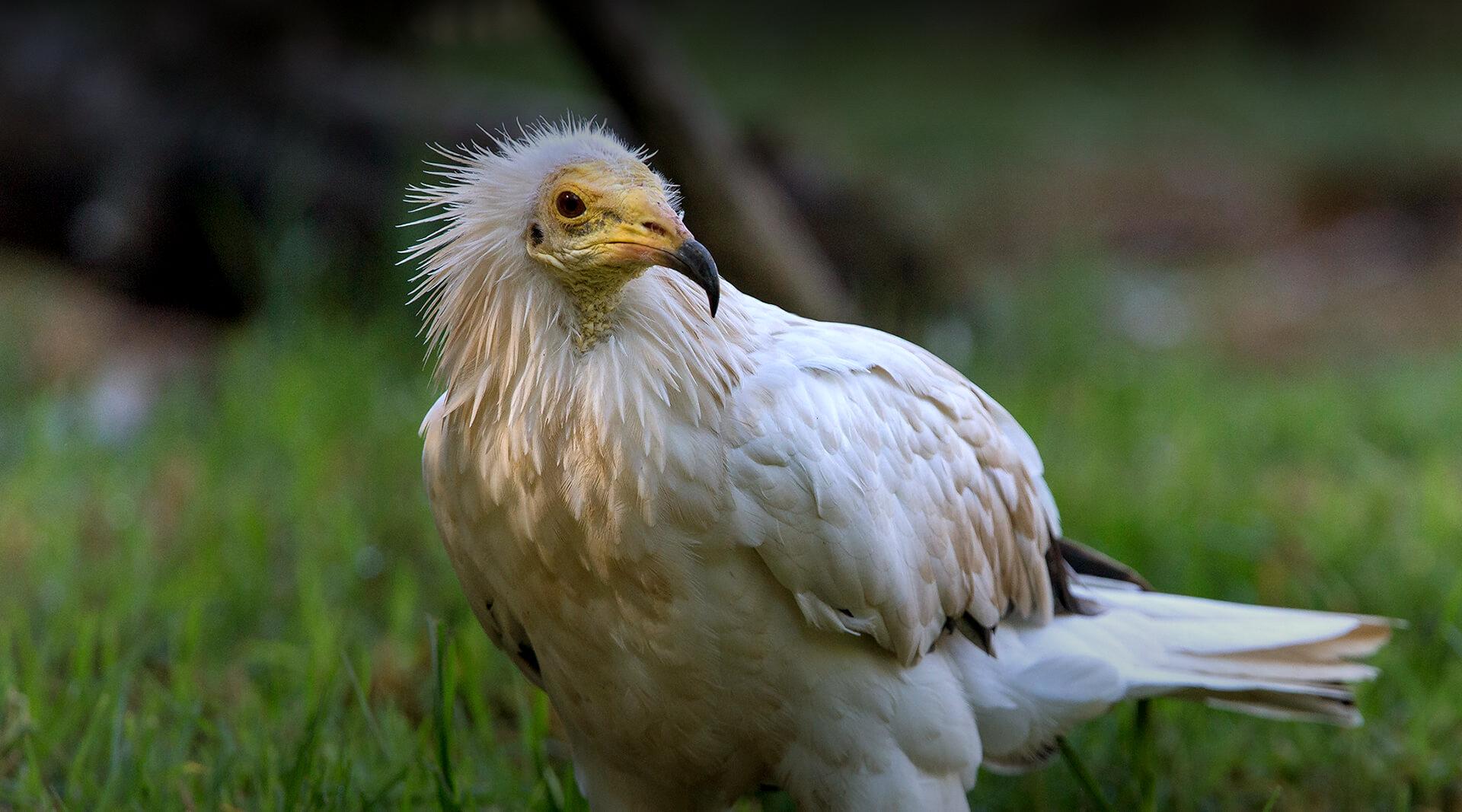 Egyptian vulture in grass.