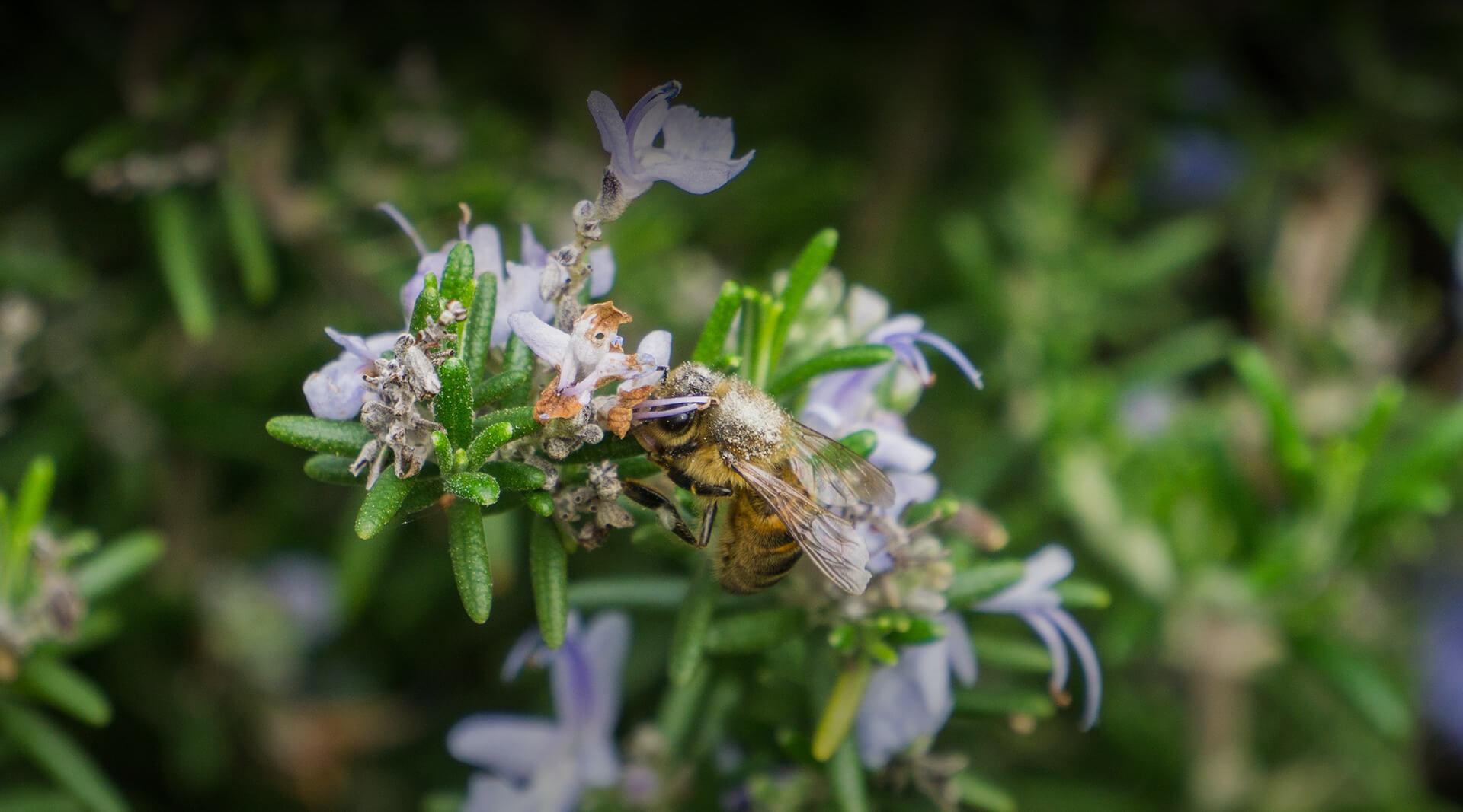 Honeybee on rosemary