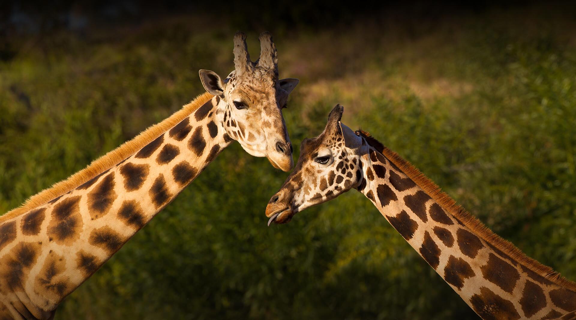 Pair of giraffes