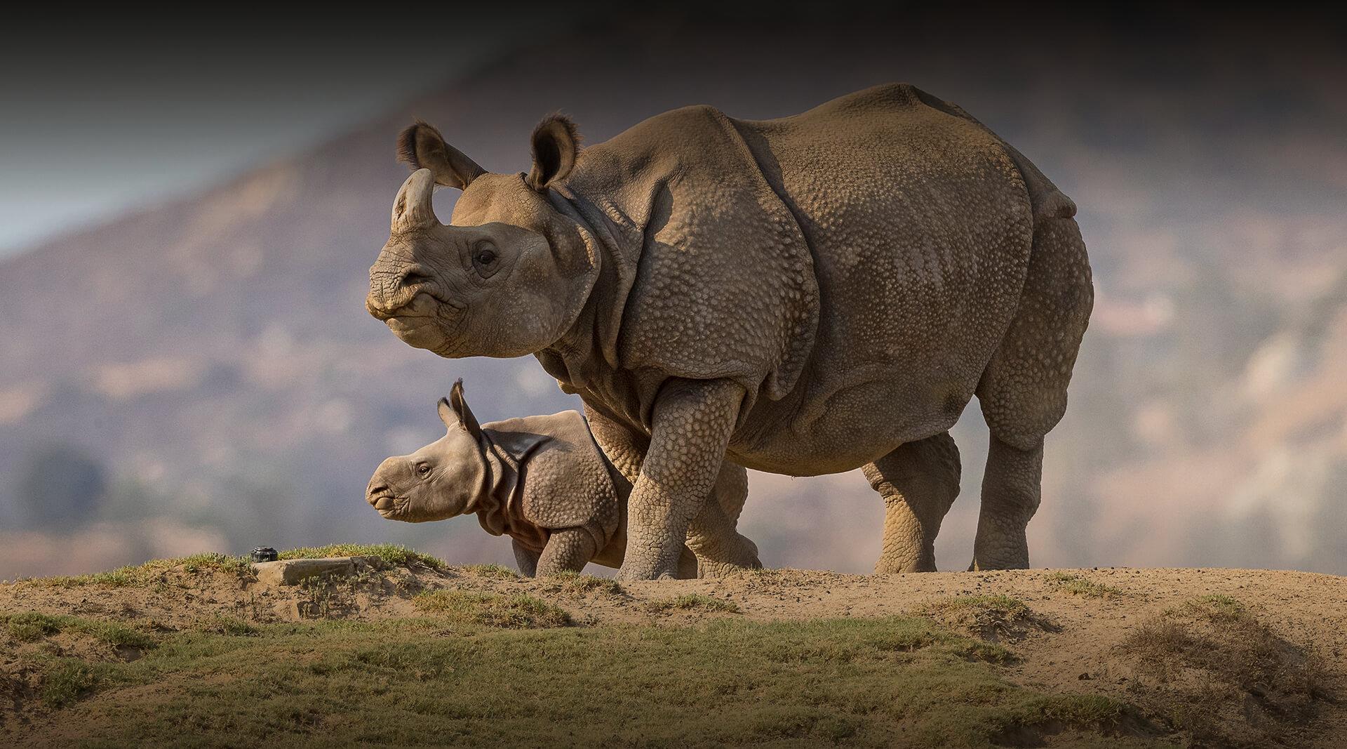 Greater one-horned rhino and calf.
