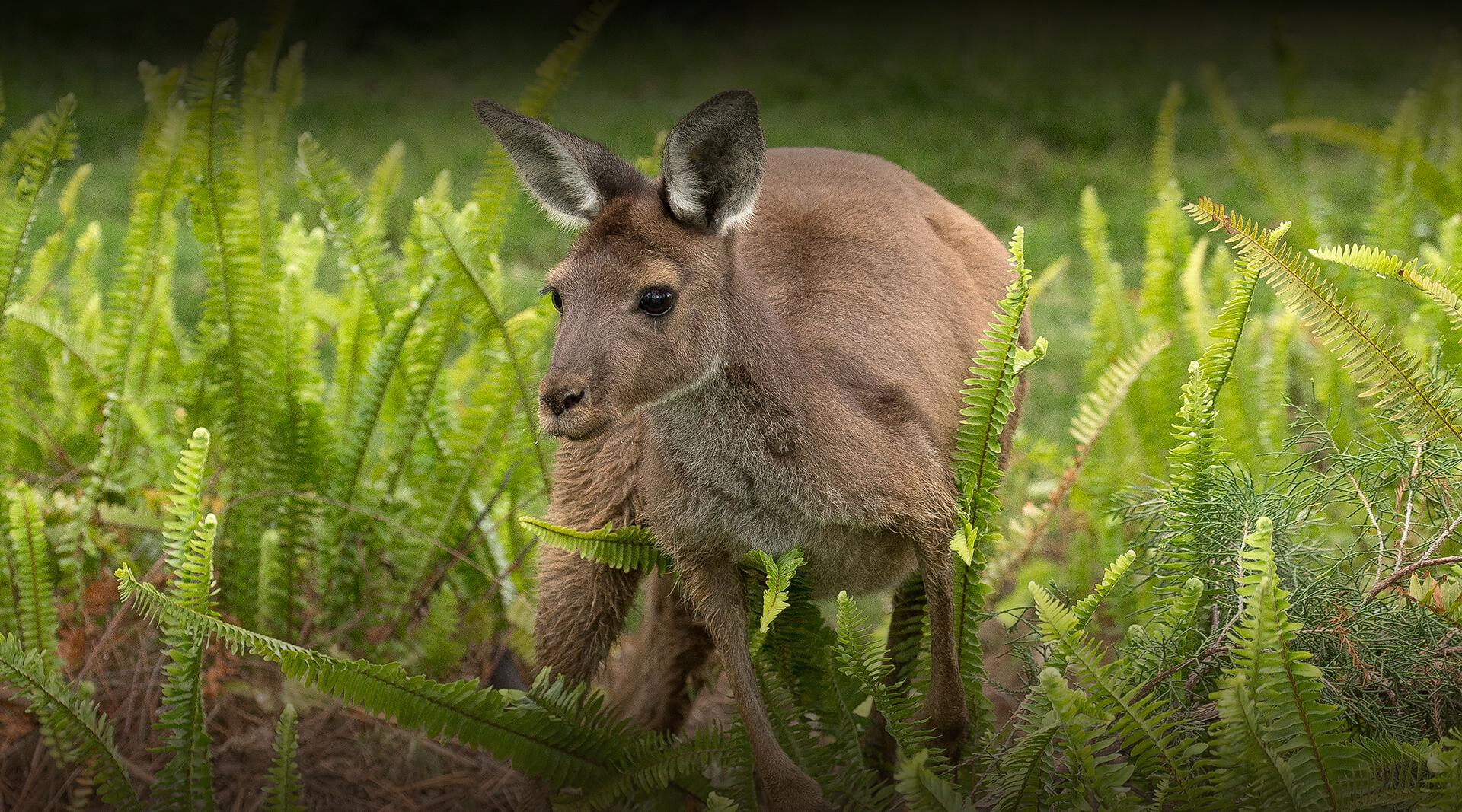 kangaroos san diego safari park