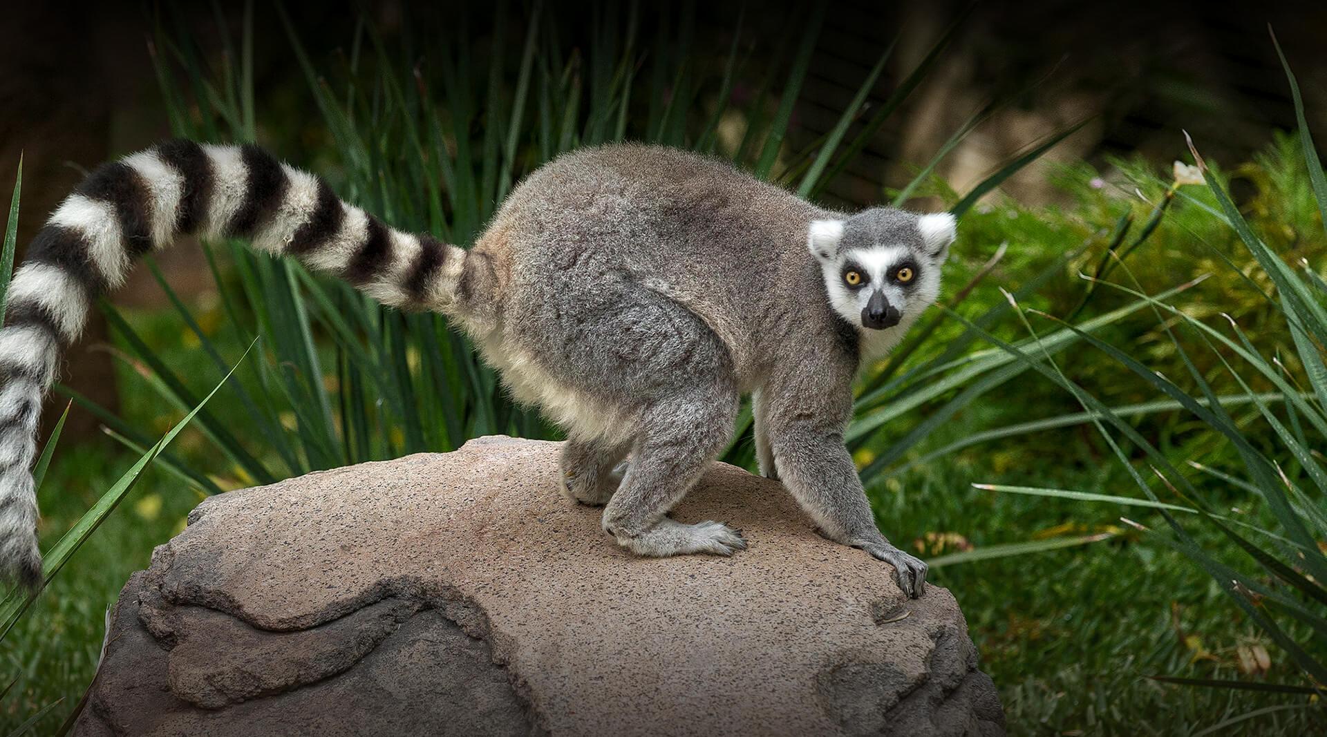 Lemur San Diego Zoo Safari Park