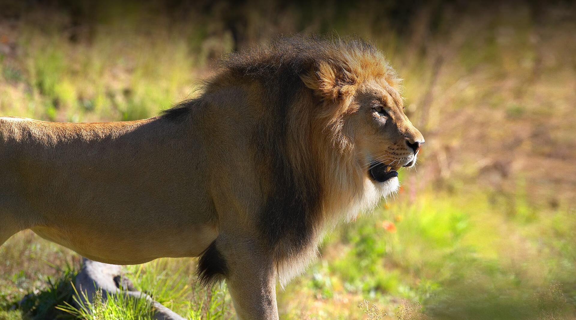 Lion | San Diego Zoo Safari Park