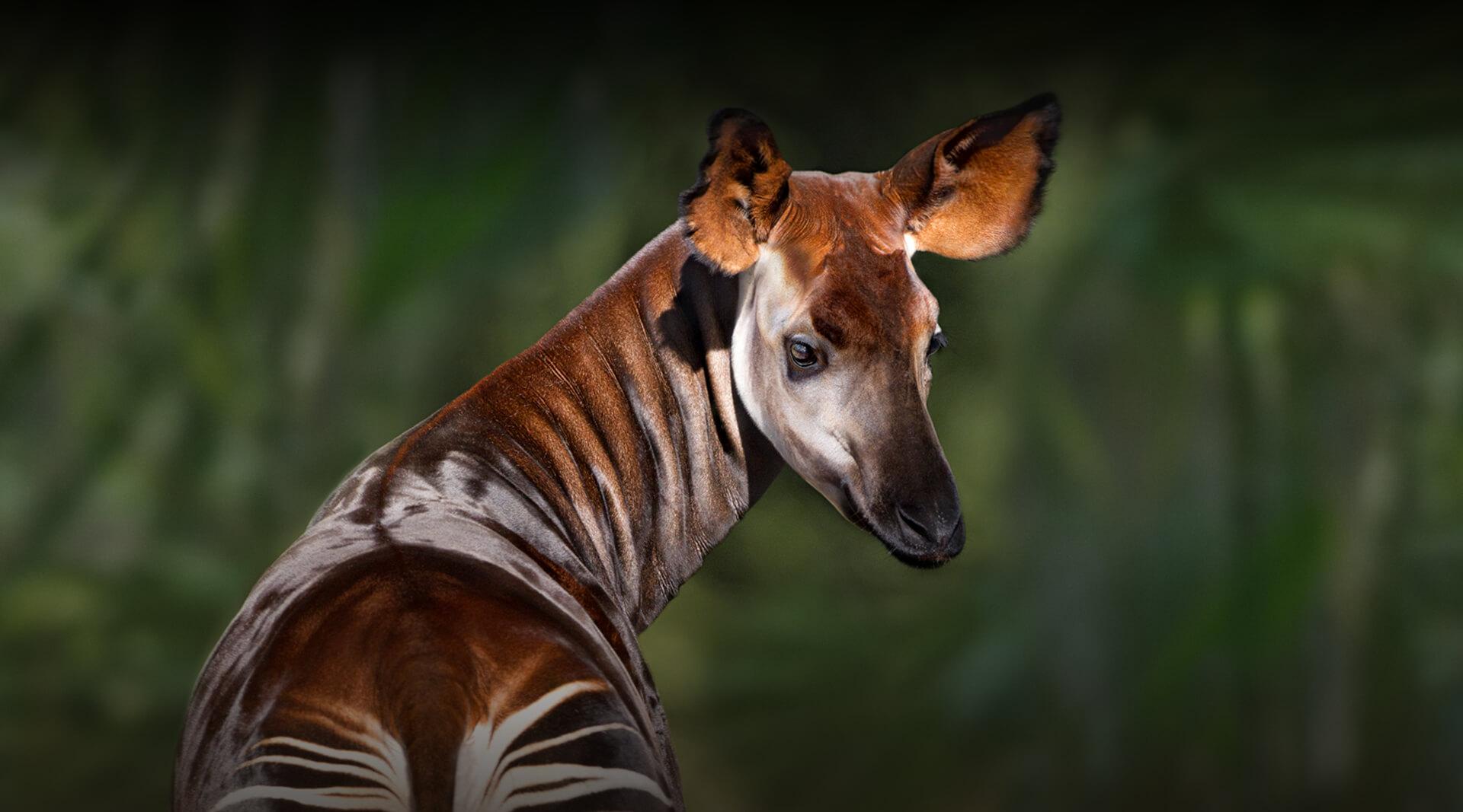 Okapi | San Diego Zoo Safari Park