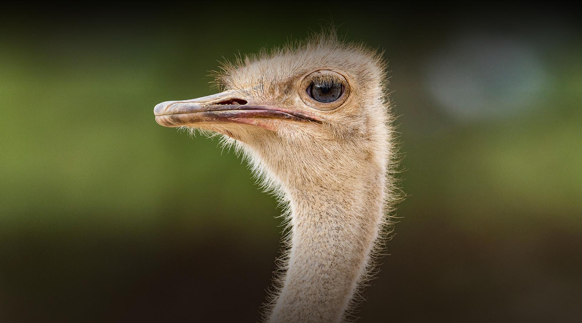 Ostrich | San Diego Zoo Safari Park