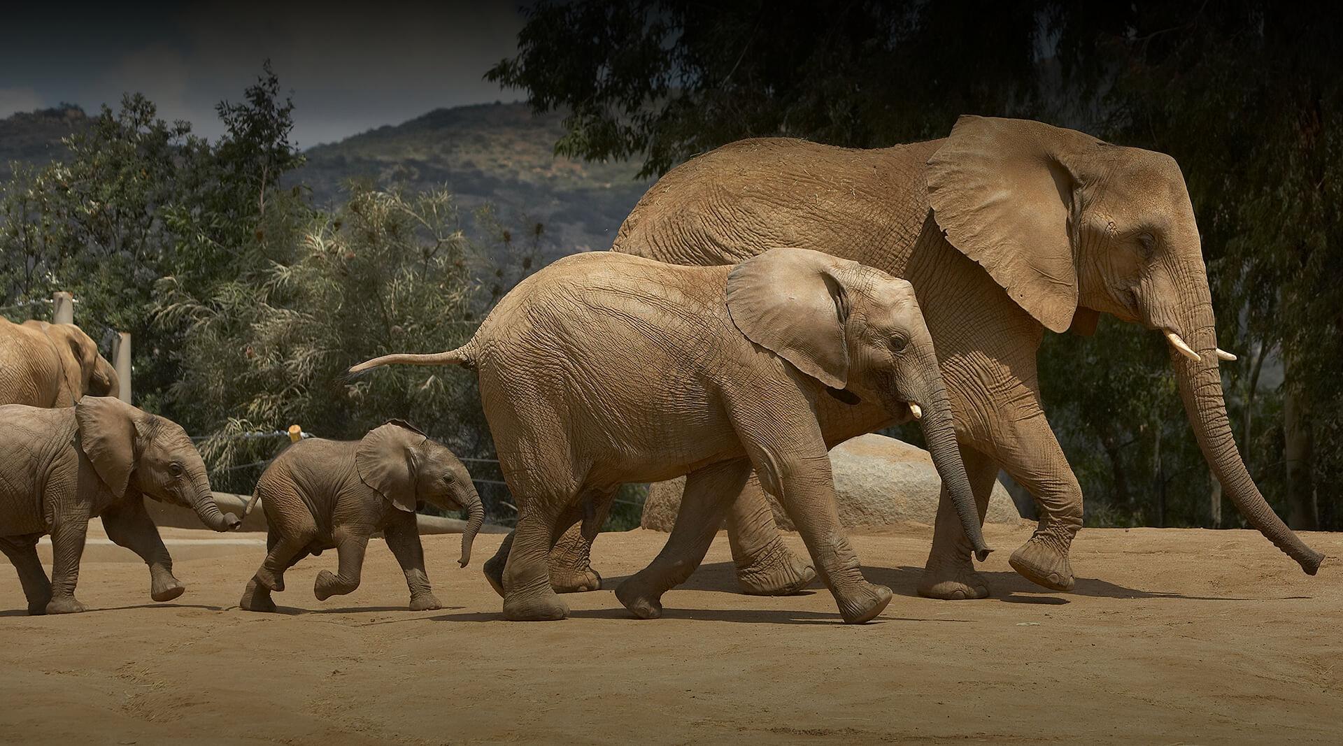 san diego safari elephants