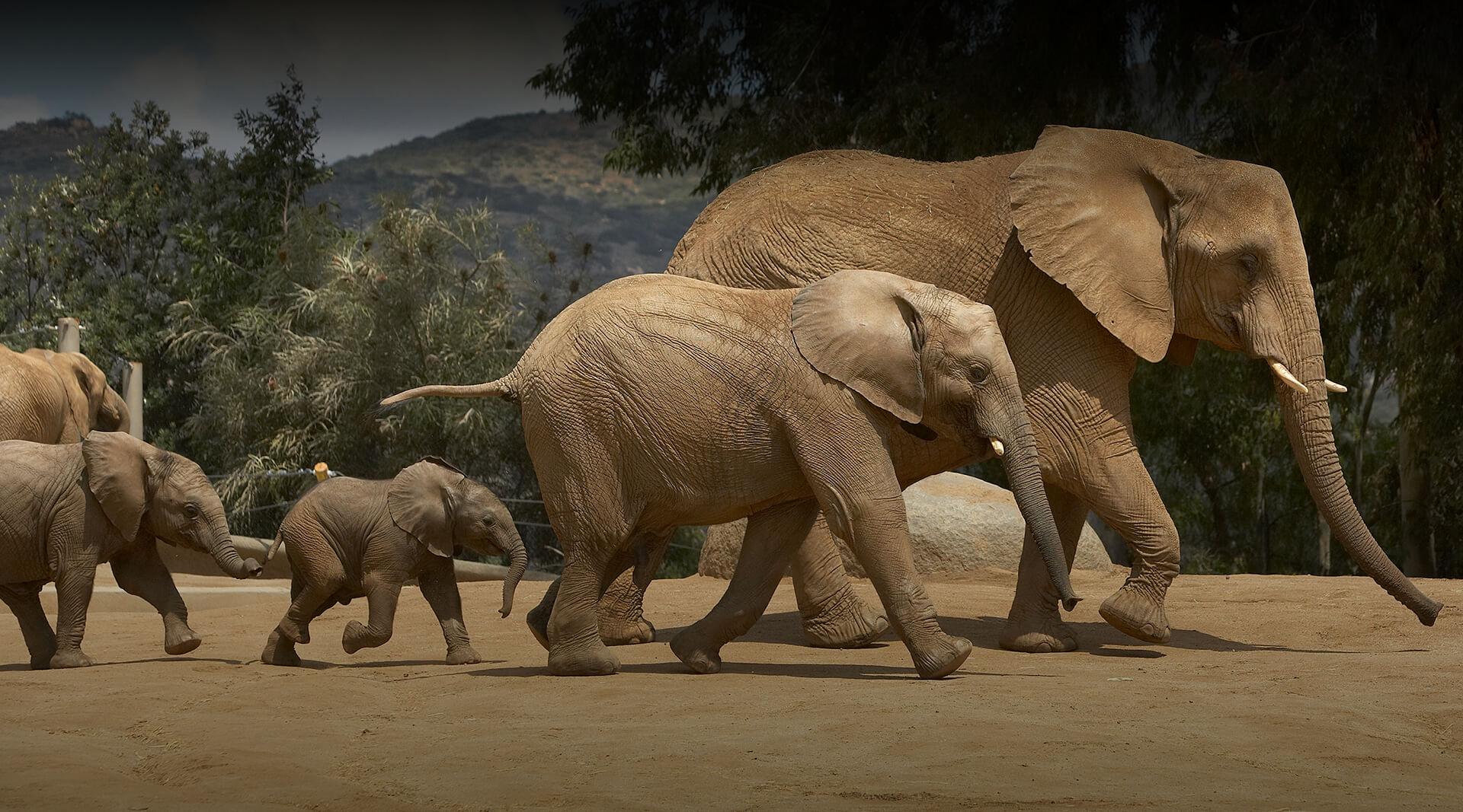 Elephant herd running out into yard in single file.