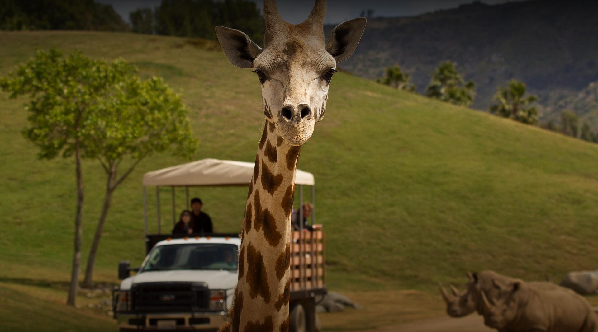 Wildlife Safari  San Diego Zoo Safari Park