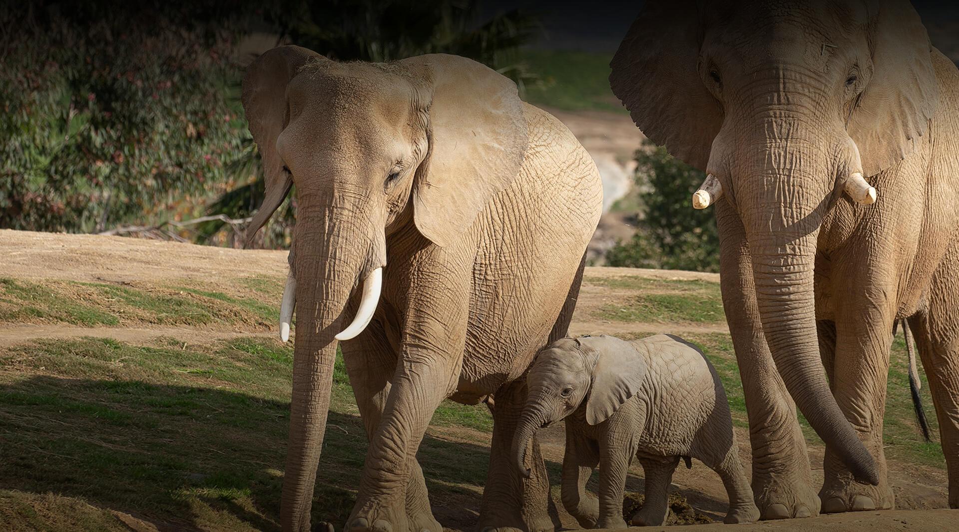parc safari elephants