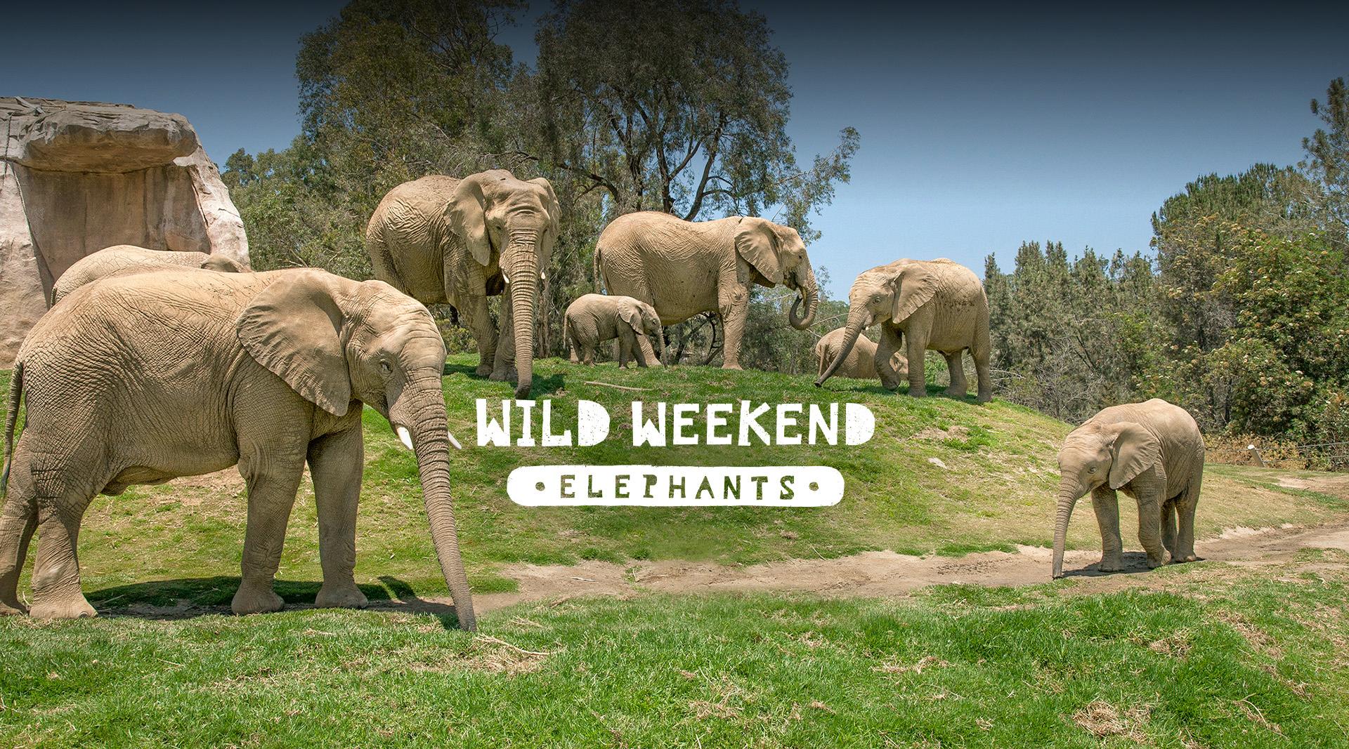Wild Weekend Elephants  San Diego Zoo Safari Park