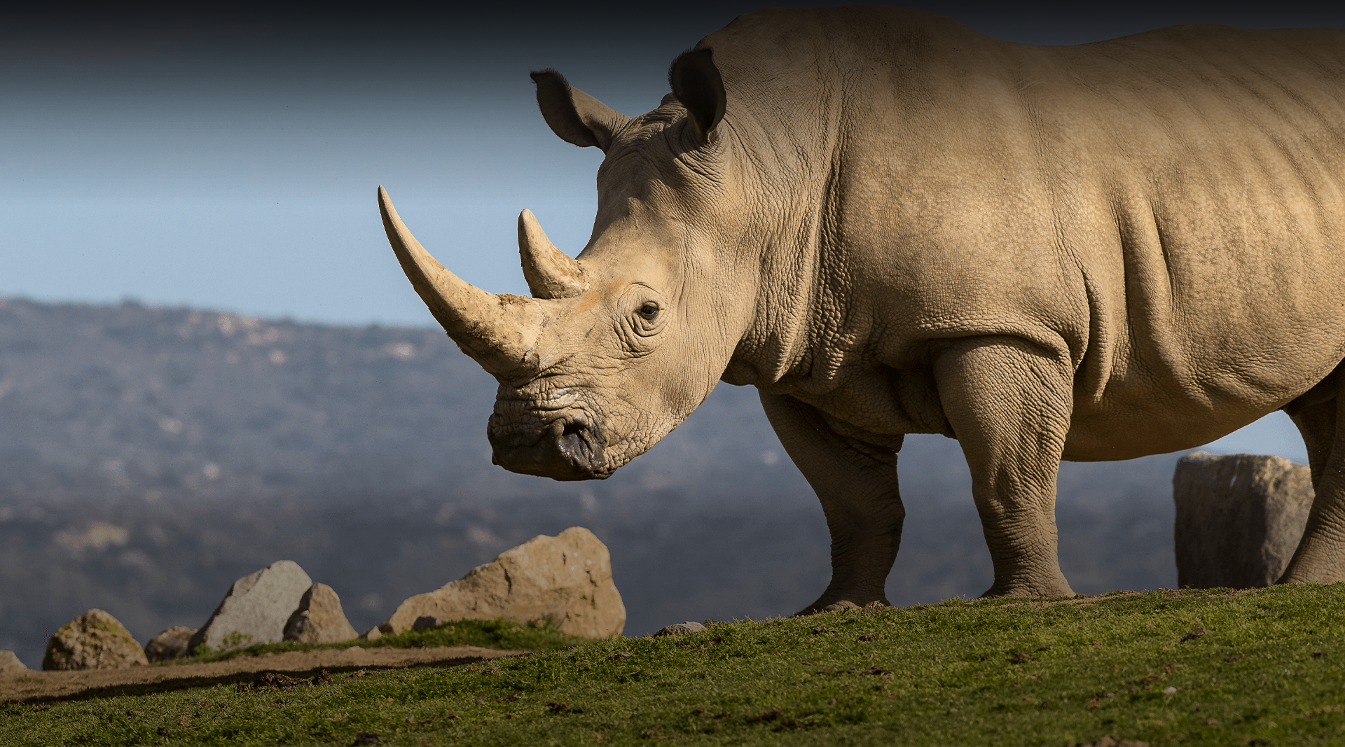 Rhino stands in a field
