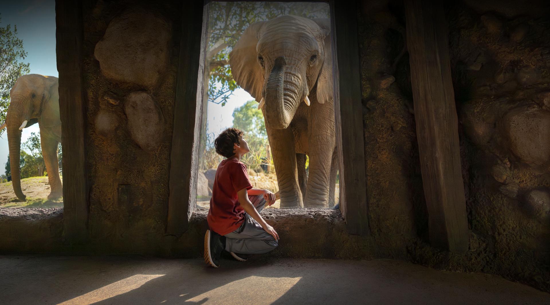 Elephant