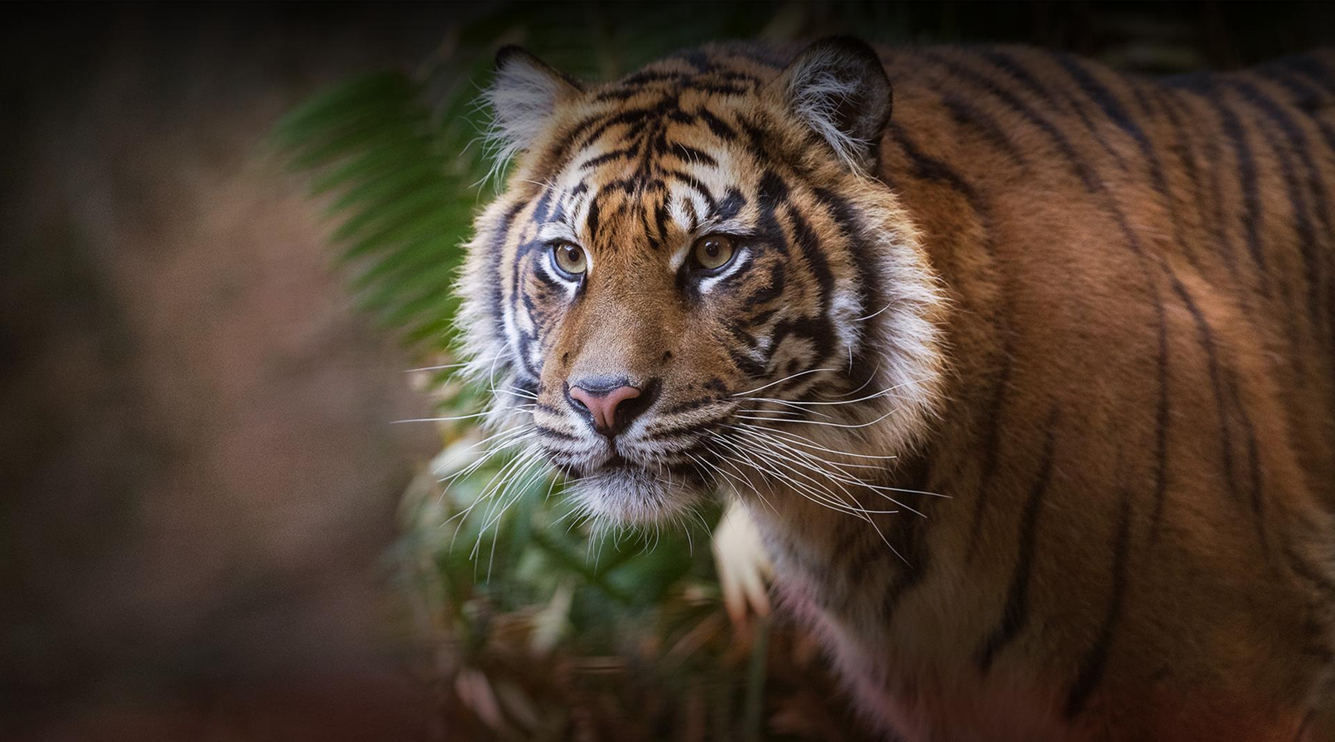 21 Terrific Tiger Facts – San Diego Zoo Wildlife Alliance Stories