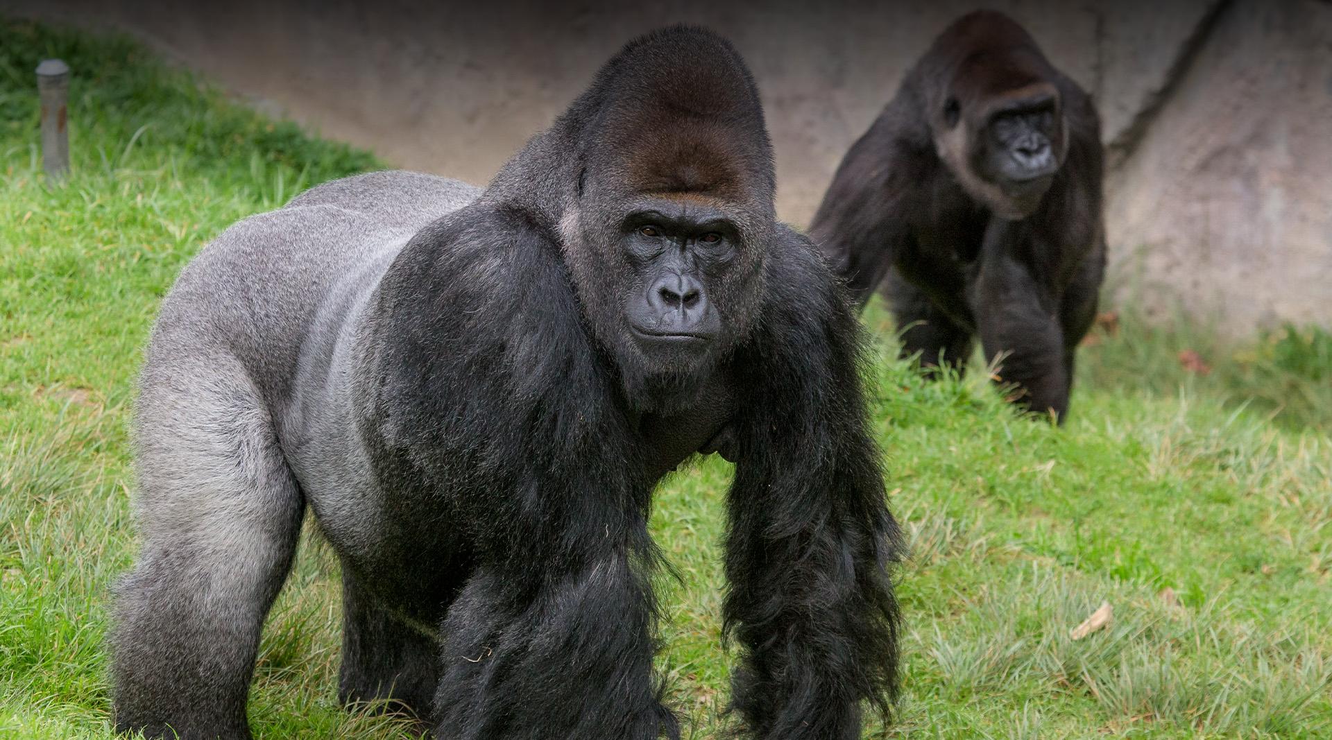 gorilla