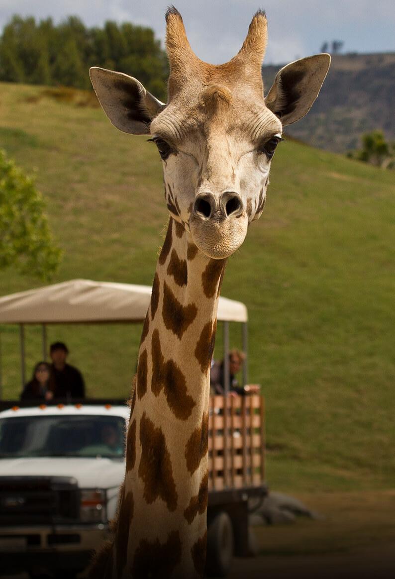 Giraffe with caravan truck in background.
