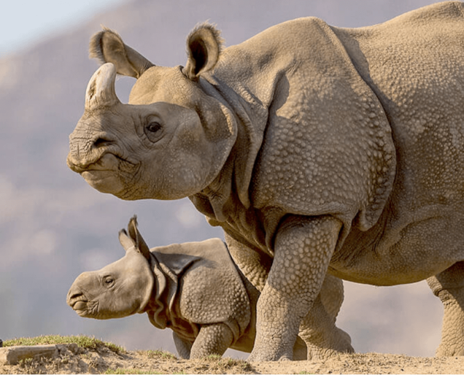 greater one horned rhino with calf
