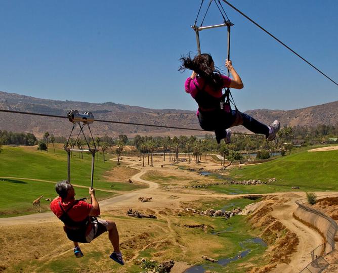 Two park guests soaring over giraffes, rhinos, and gazelles as they ride the Safari Park's zipline.