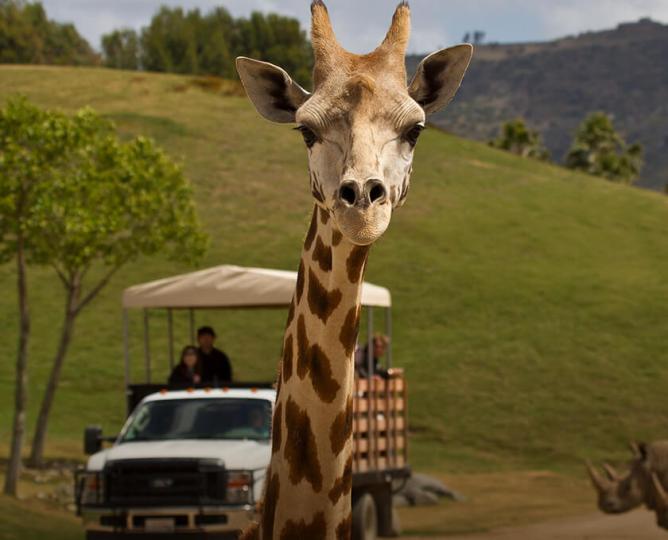 Giraffe staring at camera.