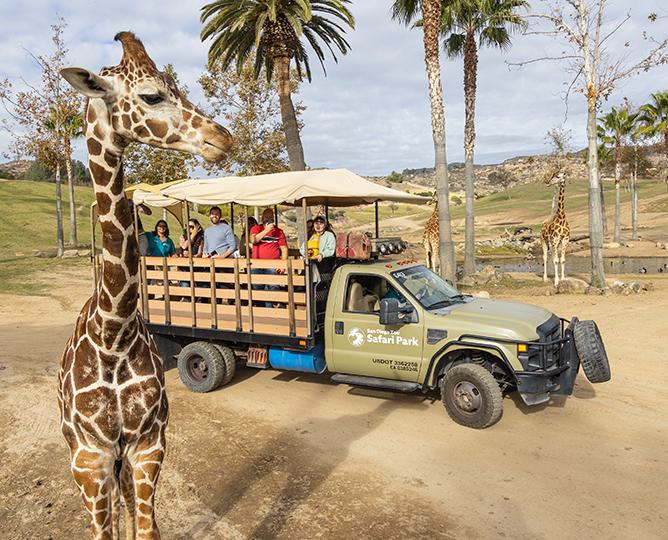 Giraffe in foreground and guests on safari truck in background