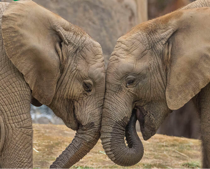 Elephants head to head