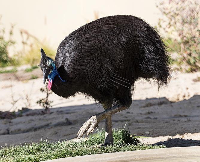 Southern Cassowary