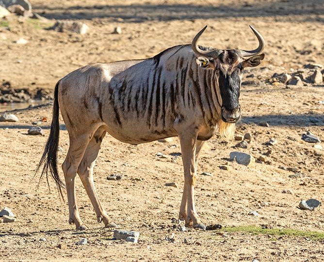 Wildebeest