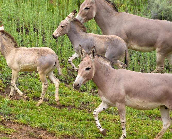 Somali Wild Ass