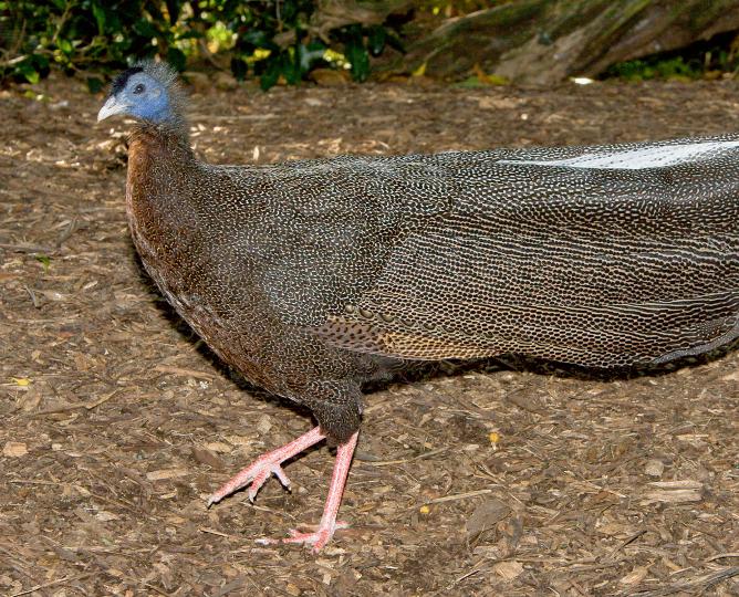 pheasnt