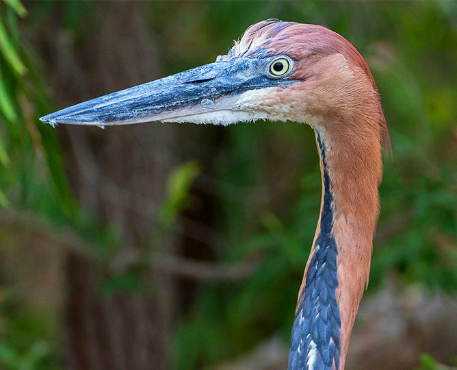 Animals & Gardens | San Diego Zoo Safari Park Animals & Gardens | San Diego Zoo Safari Park