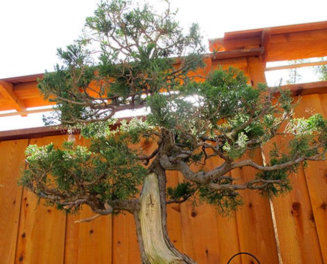 A tree in the Bonsai Pavilion