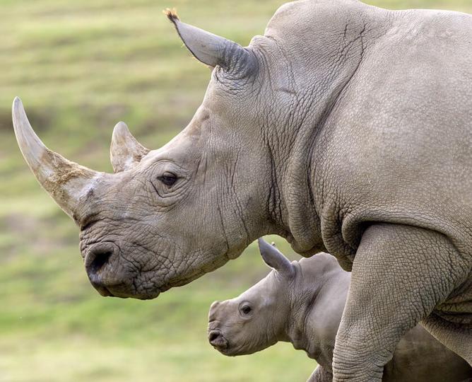 Southern White Rhino mother with calf.
