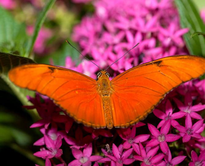 Orange butterfly on bright pink flowers.