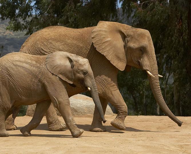Adult and juvenile elephants running across dirt.