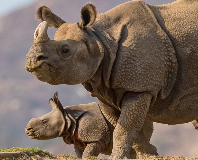 Greater one-horned rhino and calf.