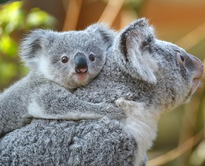 Live Cameras | San Diego Zoo Safari Park