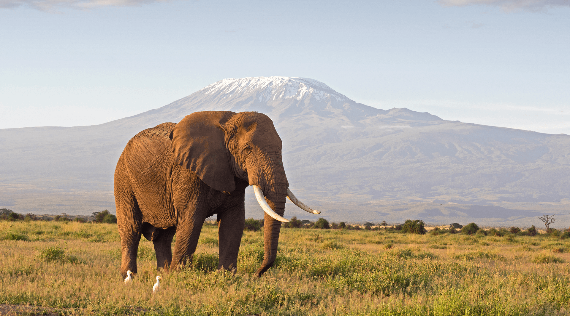 elephant on the Kenya savanna