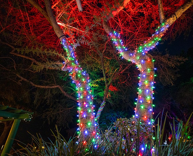 Light Up the Holidays