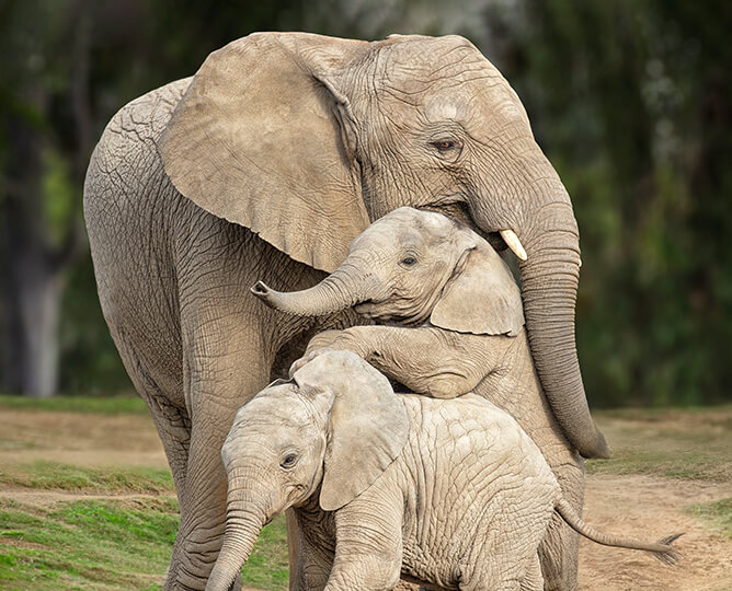 Elephant Cam | San Diego Zoo Safari Park