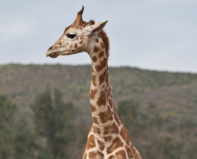 Giraffe Cam | San Diego Zoo Safari Park
