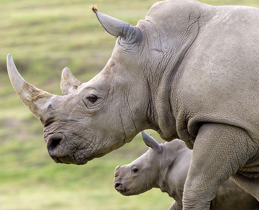rhino safari park
