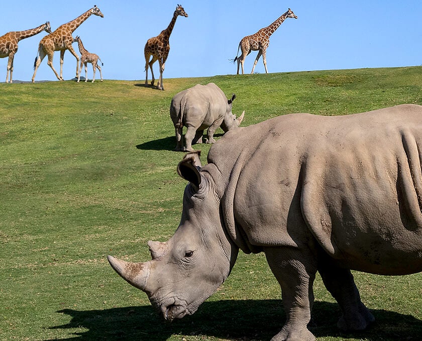 Animals Gardens San Diego Zoo Safari Park