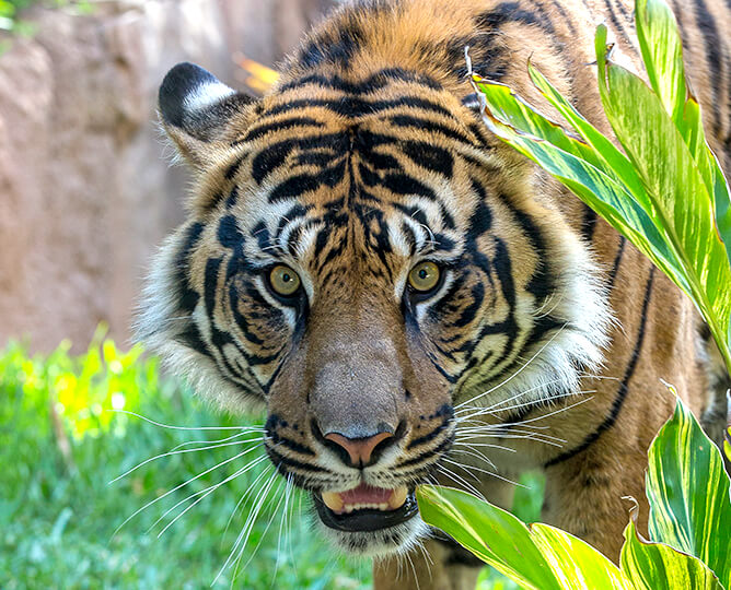 Tiger Cam | San Diego Zoo Safari Park